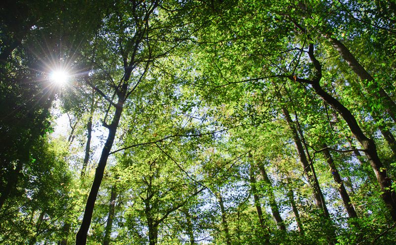 forest