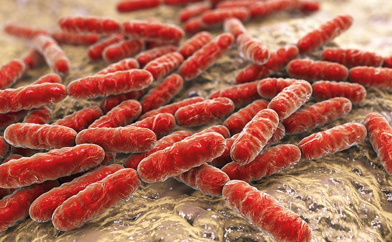 lactobacillus