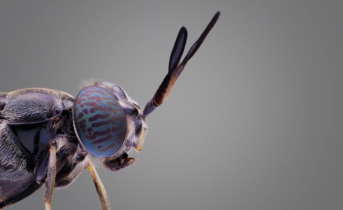 soldier-fly